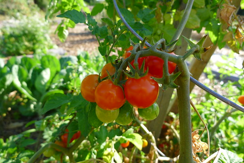 Tomato Vine